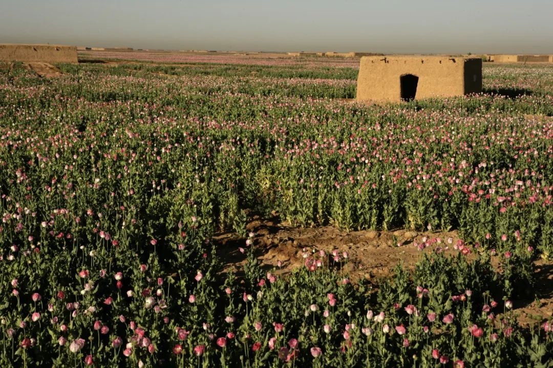 加強中國(guó)特色新型智庫建設，彙聚大(dà)健康産業(yè)智慧與資源!